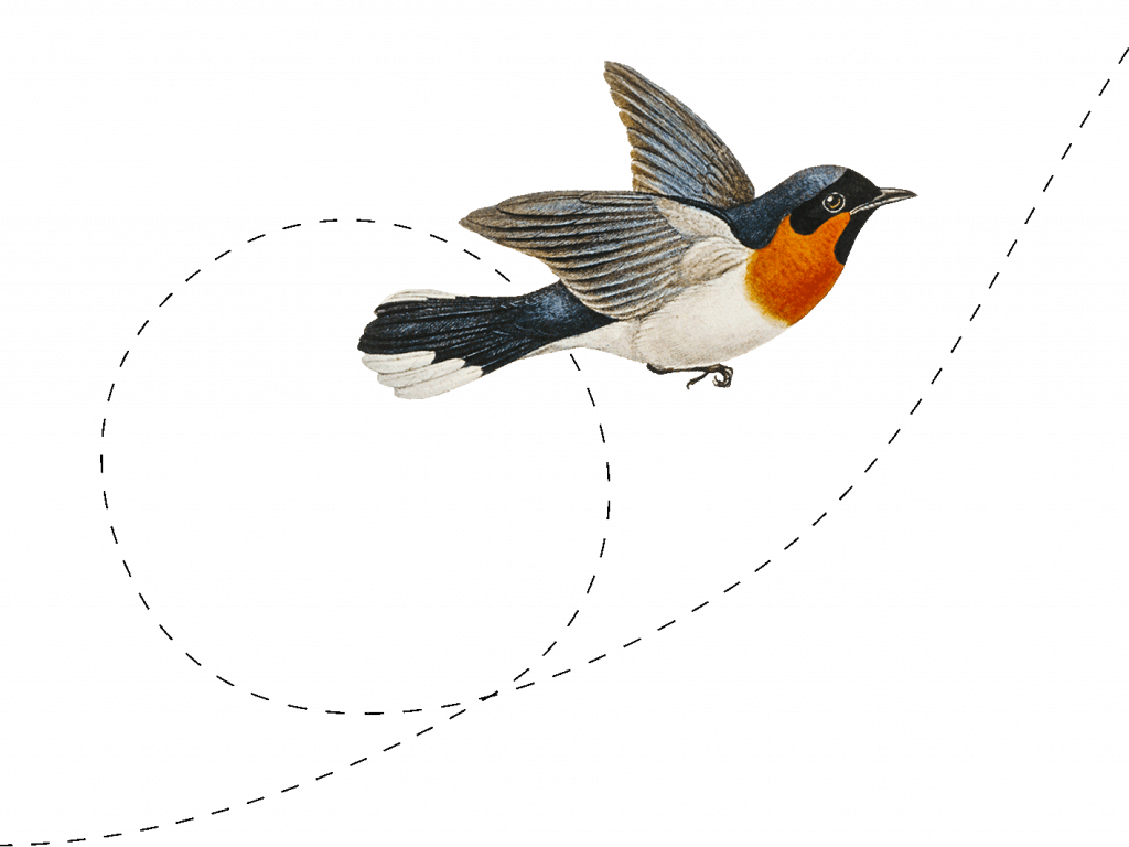 pajaro